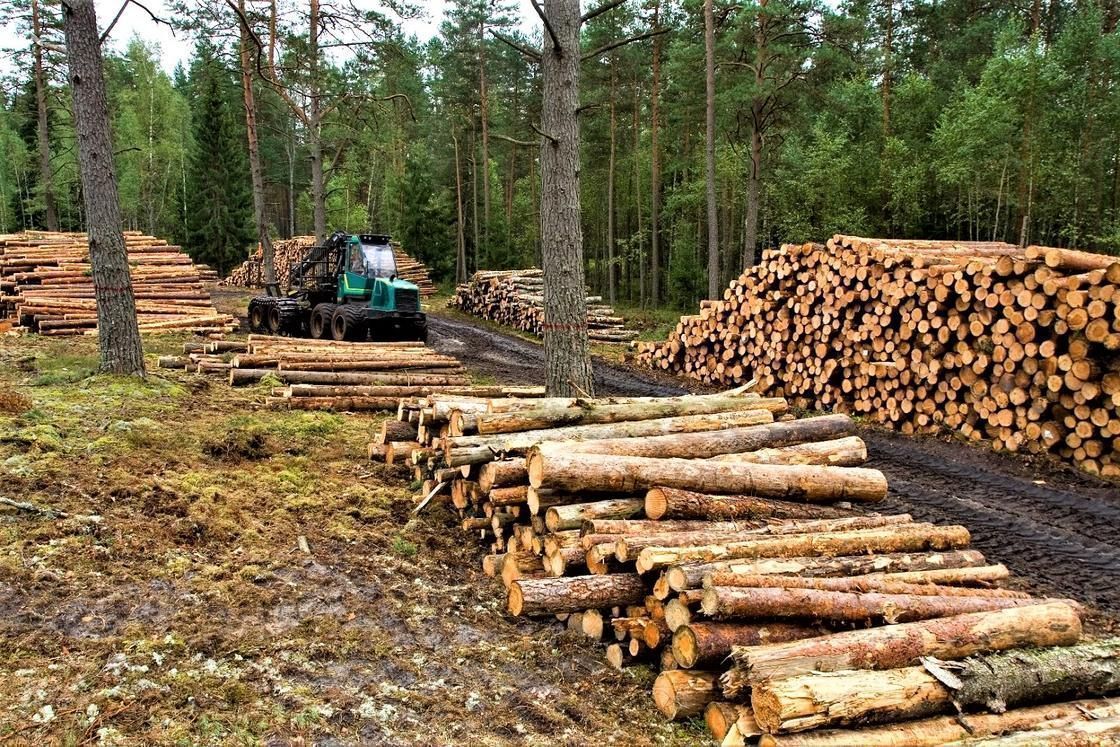 Добыча дерева для бани бочки